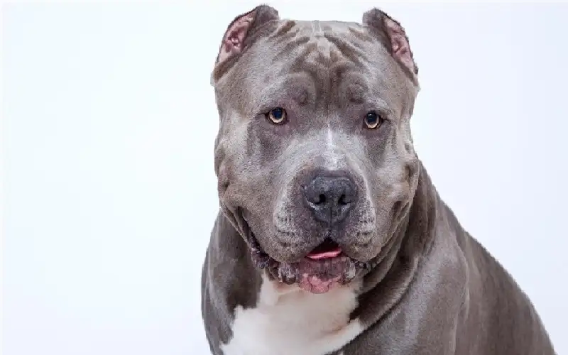 هجوم مروع.. كلب يفتك بامرأة مسنة