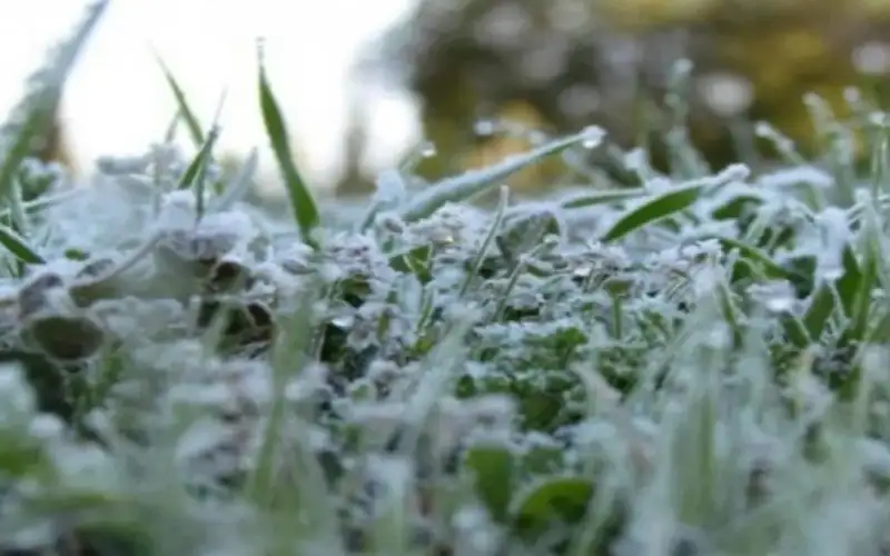 تحذير للمزارعين من حدوث الصقيع وتوجه