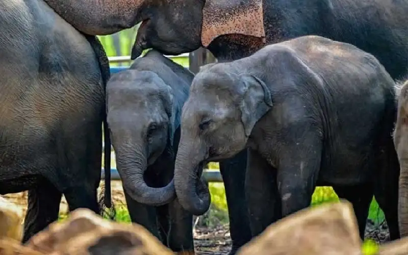 مأساة على القضبان.. قطار يدهس قطيعا