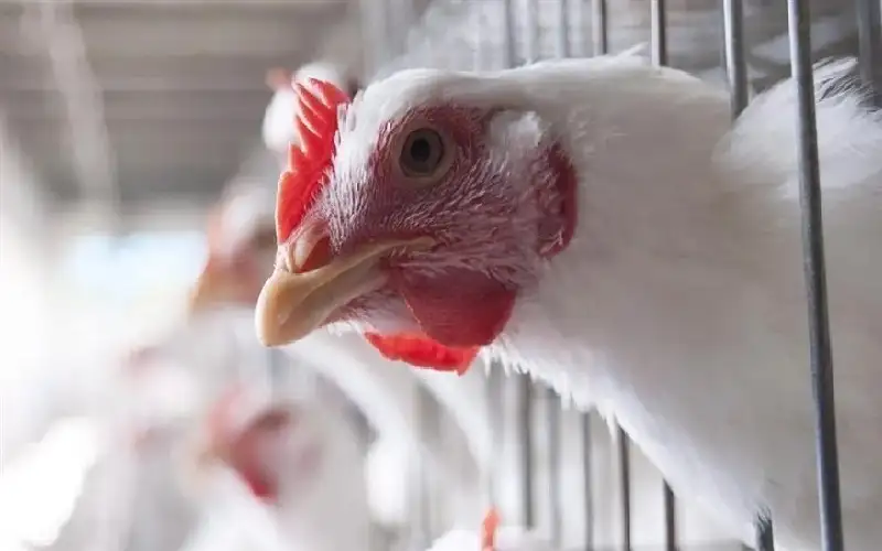 دراسة: أنفلونزا الطيور تنتقل عبر الهواء