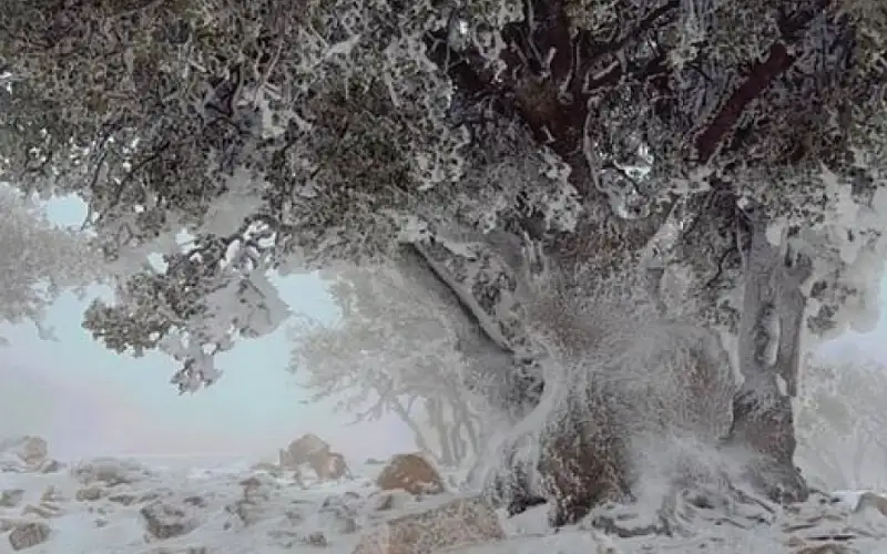 أجواء شديدة البرودة وانجماد وصقيع متوقع