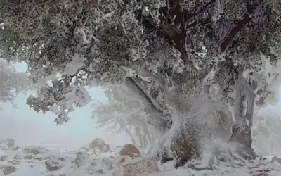 أجواء شديدة البرودة وانجماد وصقيع متوقع