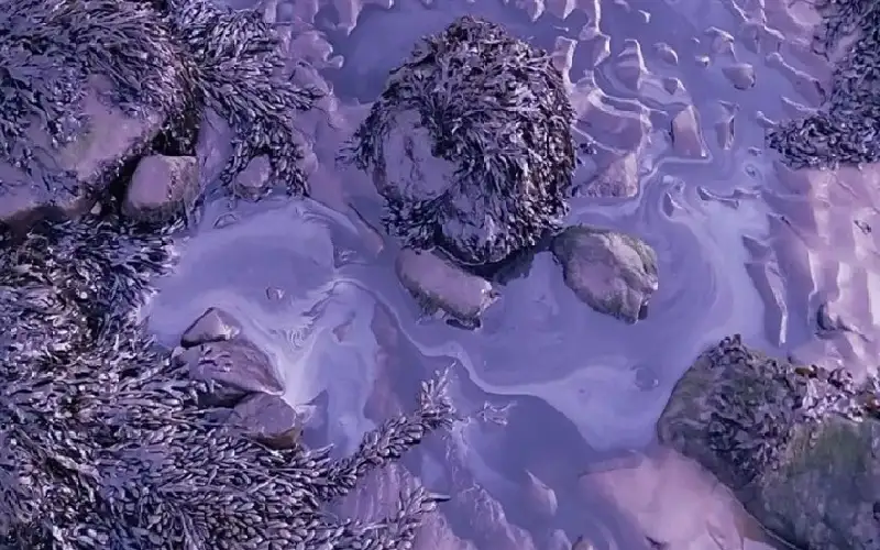 بريطانيا.. شاطئ شهير يتحول إلى اللون