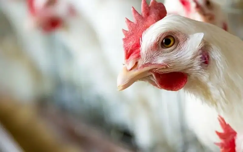 وزارتا الصناعة والزراعة: توقع ارتفاع أسعار