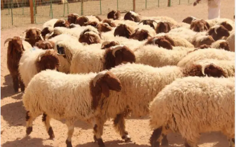 استئناف تصدير الأغنام للأسواق الخليجية