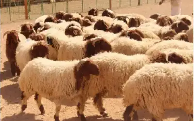 استئناف تصدير الأغنام للأسواق الخليجية