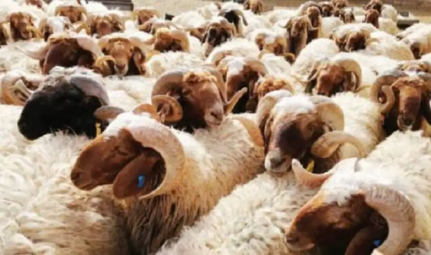 استئناف تصدير الأغنام للأسواق الخليجية