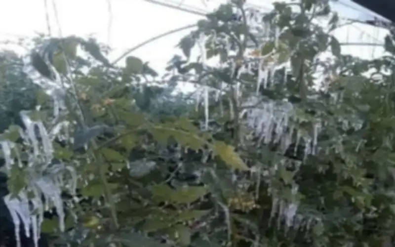 مزارعون: موجة الصقيع طالت مساحات واسعة