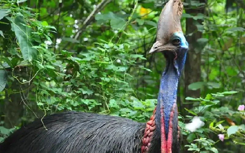 وزنه 310 كيلوغرامات.. تعرف على أخطر