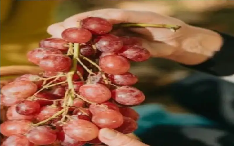 فاكهة الشباب.. العنب سلاحك السري ضد