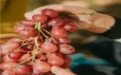فاكهة الشباب.. العنب سلاحك السري ضد