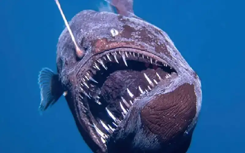 ظهور مخلوق بحري يشبه الكائنات الفضائية