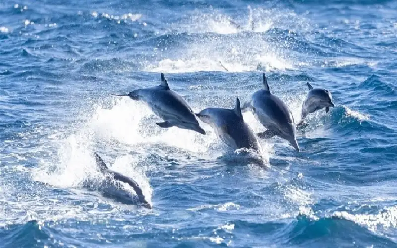 مظاهرة دلافين في بحر كاليفورنيا.. ماذا