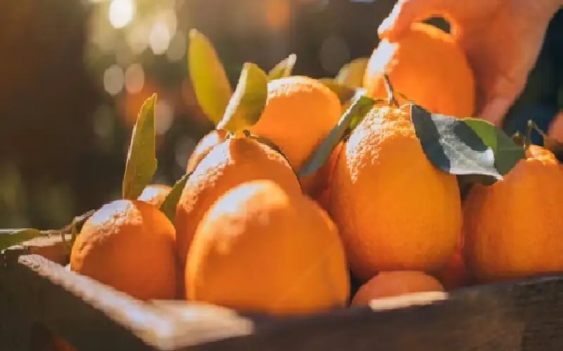 دراسة تكشف تأثير تناول البرتقال على