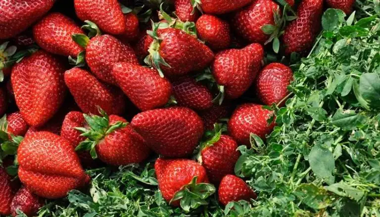 افتتاح أول مزرعة عمودية للفراولة في