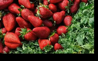 افتتاح أول مزرعة عمودية للفراولة في