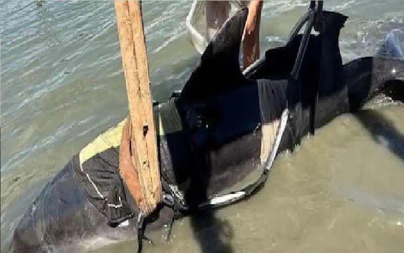 دولفين بوزن 400 كلغ يقفز على