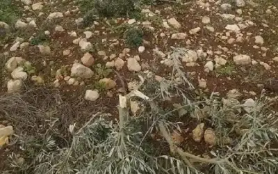 مستوطنون يقتلعون 100 شجرة زيتون في