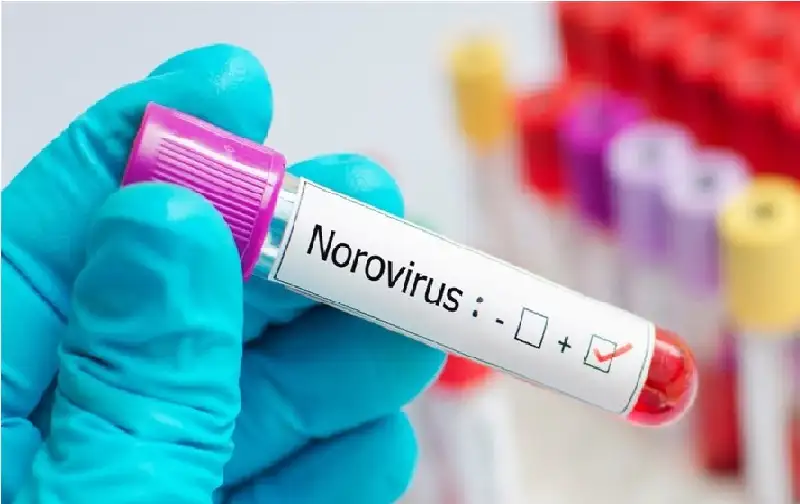 لقاح نوروفيروس الفموي أمن وفعال لكبار