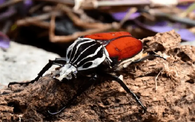 الطلب على الشوكولا يهدد حشرة مميزة