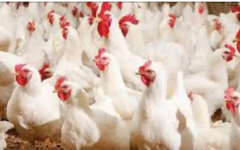 إتلاف 150 كغم دجاج وكبدة غير