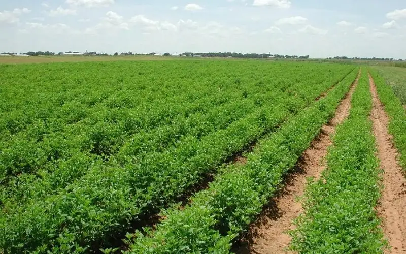 الحكومة تستأجر مدينة صناعية لإنشاء مصانع