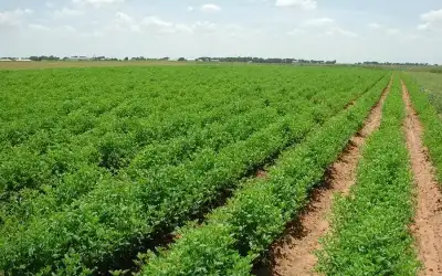 الحكومة تستأجر مدينة صناعية لإنشاء مصانع