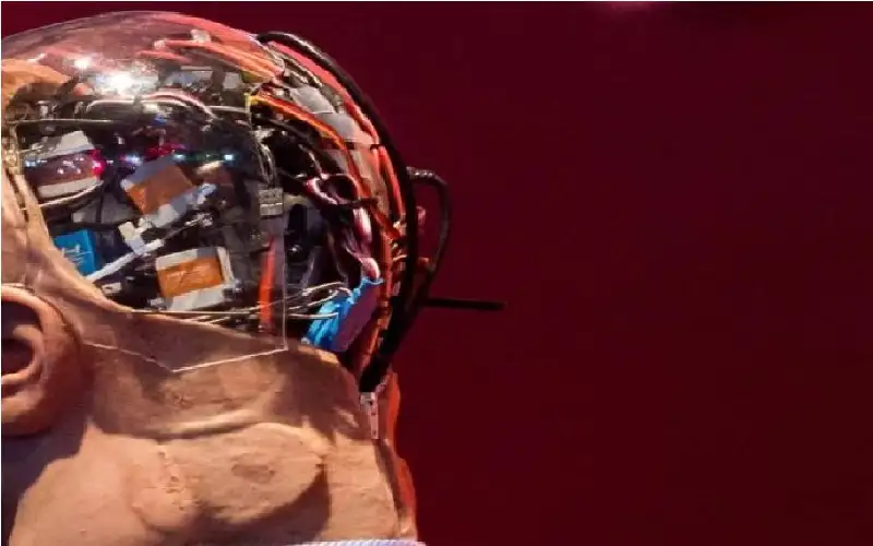 لا تفكر مانوس الصيني يفكر عنك