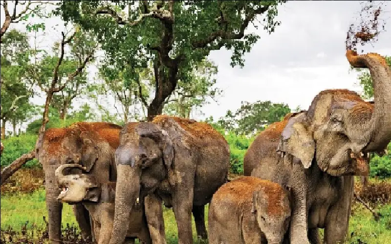 الفيلة الآسيوية بكمبوديا في سبيلها إلى