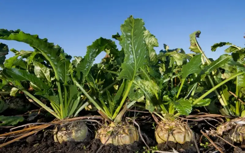 الحنيفات: مشروع زراعة الشمندر السكري سيوفر