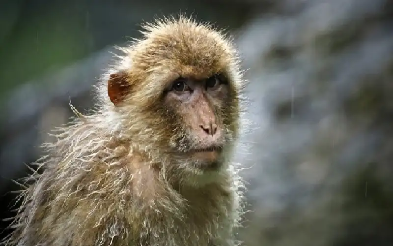 أمل جديد.. دواء يعالج القرود المصابة