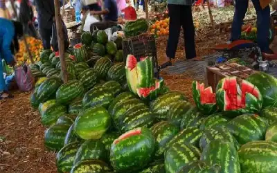 الأمانة تبدأ استقبال طلبات تصاريح بيع