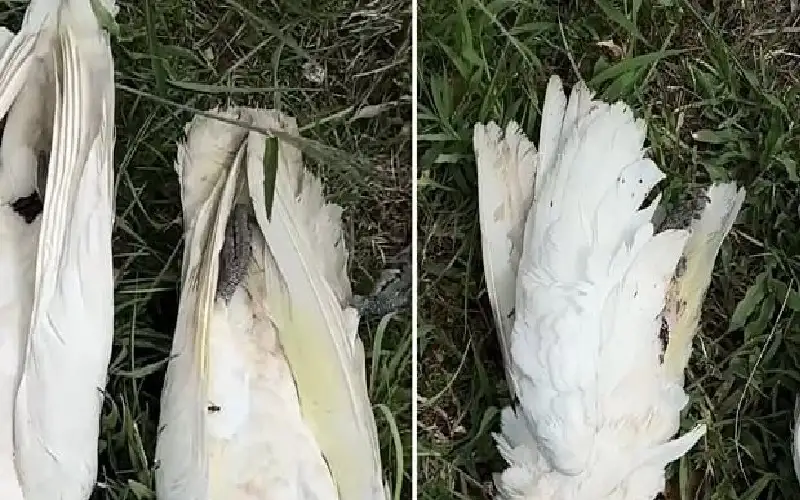 مشهد مروع.. نفوق عشرات الطيور بسبب