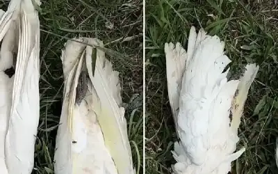 مشهد مروع.. نفوق عشرات الطيور بسبب