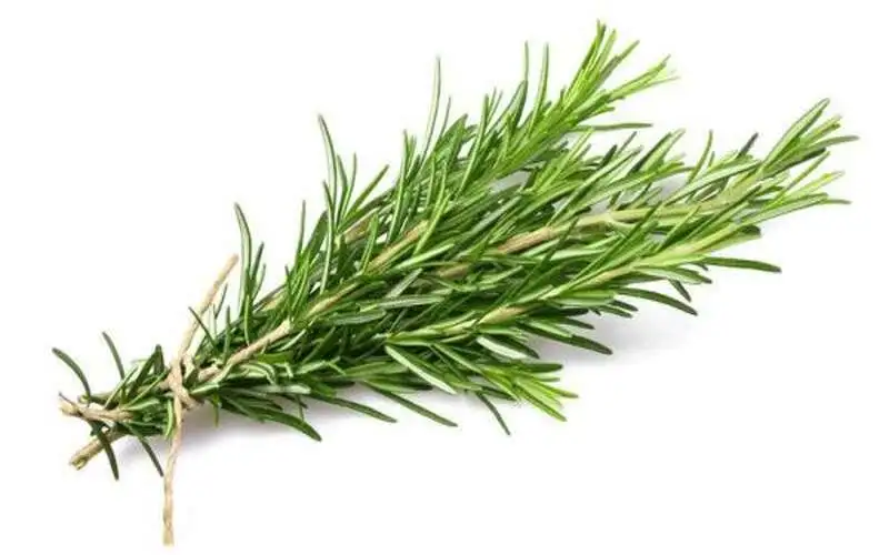 إكليل الجبل يعالج الزهايمر