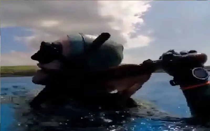 أخطبوط يخنق غواصا أزعجه يحقق 3