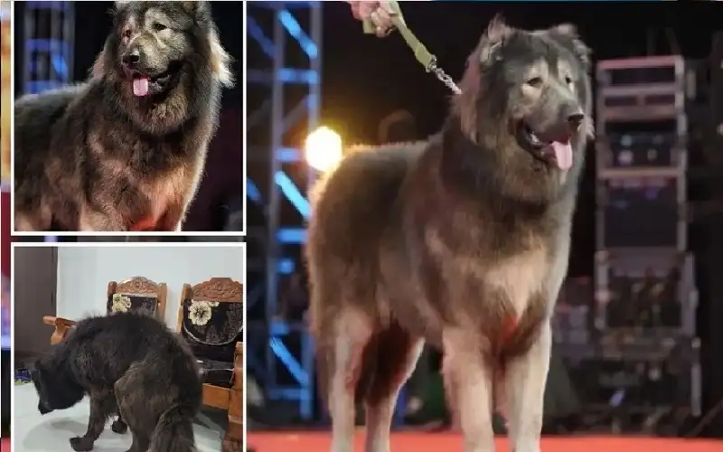 بـ 5.6 مليون دولار.. بيع كلب