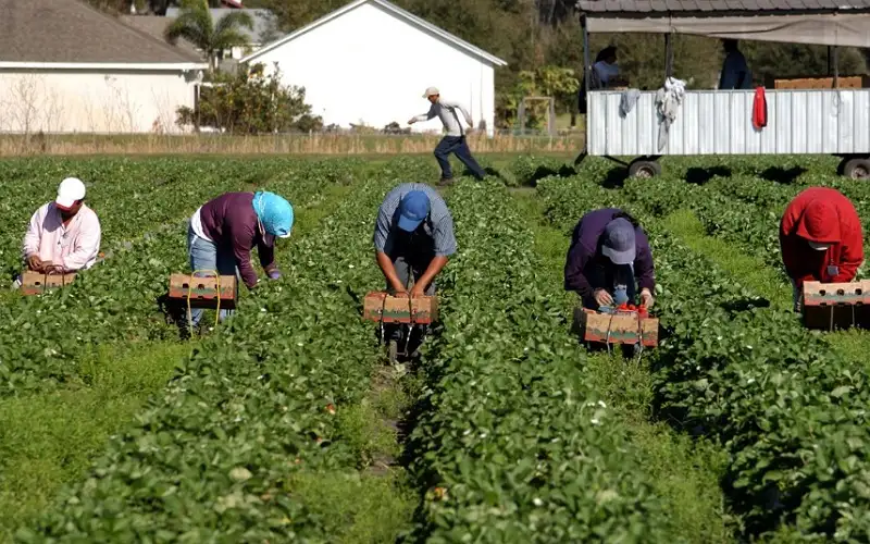الصناعة والزراعة والسياحة واللحمة الوطنية.. لماذا