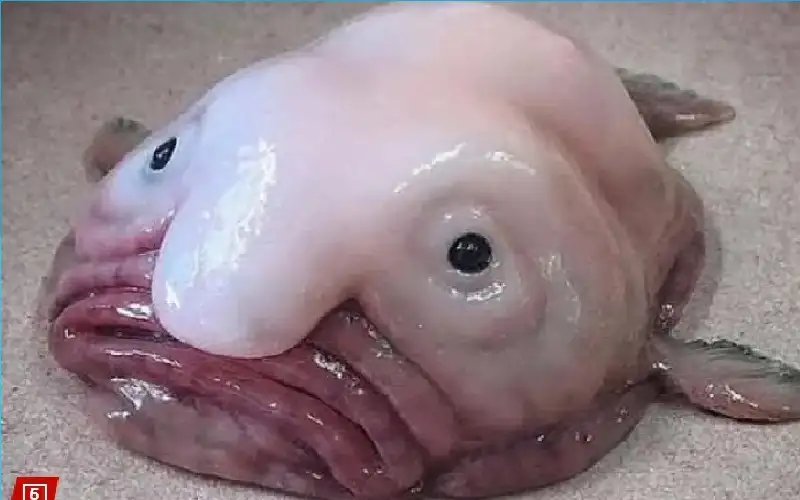 أبشع حيوان في العالم يفوز بجائزة