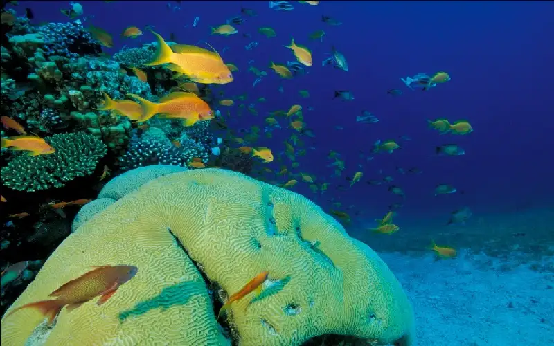 إطلاق مشروع إستزراع الشعاب المرجانية