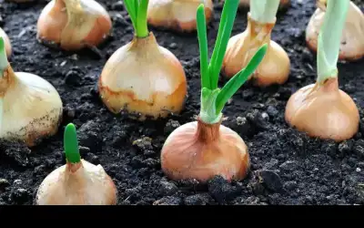 قشر البصل يحمي الخلايا الشمسية