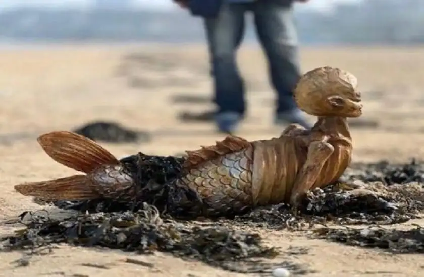 هيكل حورية بحر يثير الحيرة في