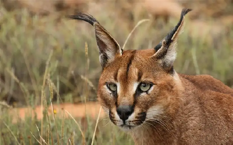 وشق مصري يهاجم جنودا إسرائيليين