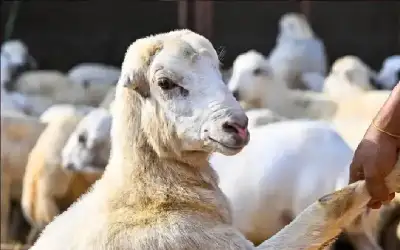 مربو المواشي: إنخفاض الإقبال على اللحوم