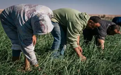 وزير العمل والسفير المصري: منصة إلكترونية