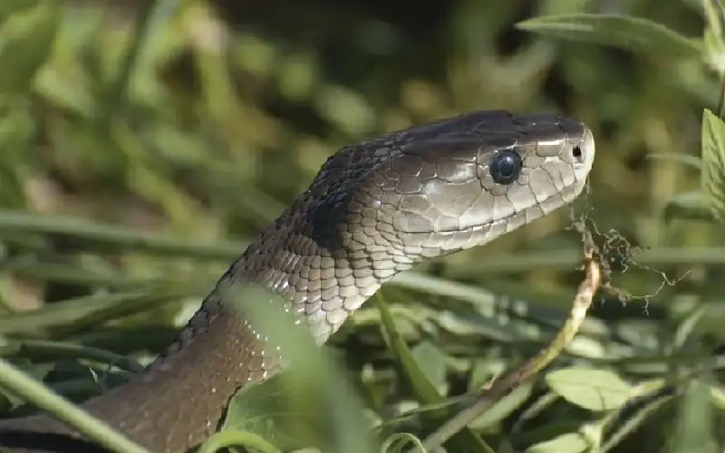 أم شجاعة تنقذ ابنتيها من ثعبان