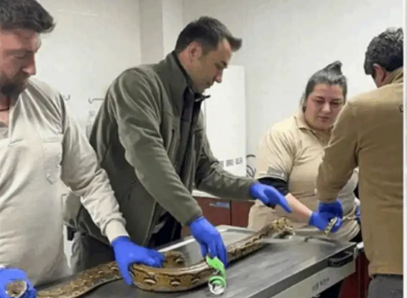 ثعبان عملاق في حافلة بتركيا يثير