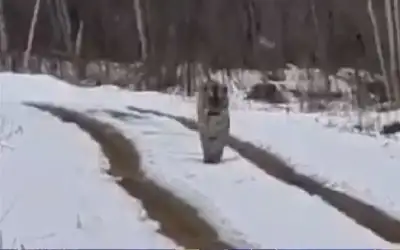 رجل ينجو من نمر سيبيري بأسلوب