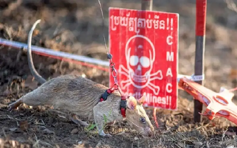 فأر إفريقي يدخل غينيس باكتشاف 109