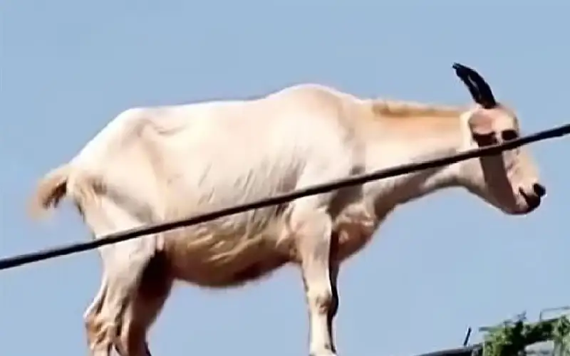 أخيرا رأينا العنزة الطائرة